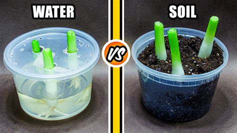 Green Onions Regrowing In Water Vs Soil Days Time Lapse Youtube