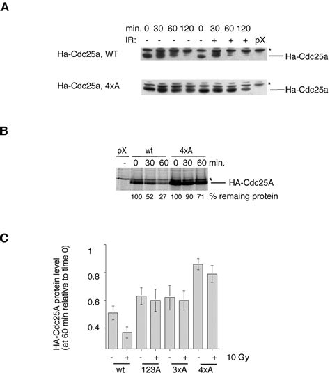 Chk Regulates The S Phase Checkpoint By Coupling The Physiological