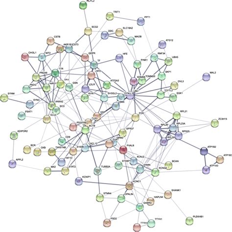 Protein Protein Interaction Networks String Model Of Protein