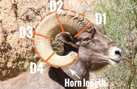 Jays Bighorn Sheep Scoring And Field Judging Jay Scott Outdoors