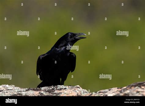 Common Raven cawing on rock - Spain Stock Photo - Alamy