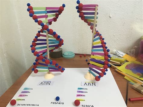 Como Hacer Una Maqueta De Adn Y Arn Nbkomputer