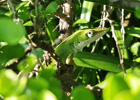 Free Images : nature, branch, animal, wildlife, jungle, botany ...