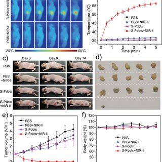 A Photothermal IR Thermal Images Of 4T1 Tumorbearing Mice With