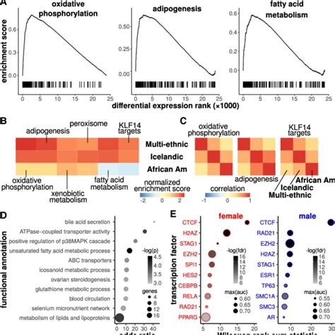 Sex Biased Genes Are Implicated In Oxidative Phosphorylation And Download Scientific Diagram