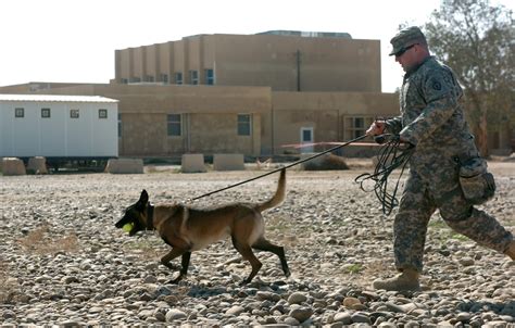 Army Training For The Dogs Article The United States Army