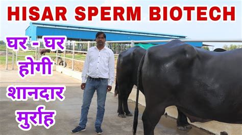 Semen Station Hisar Sperm Biotech Indias Top Murrah Bull At This