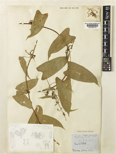 Dioscorea Japonica Thunb Plants Of The World Online Kew Science