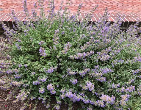 Buy Junior Walker Catmint Nepeta Stadler Nurseries