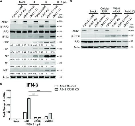 Cellular Xrn Suppresses Iav Vrna Induced Irf Activation And Ifn B