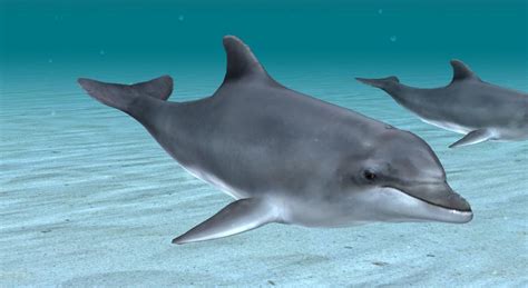 Common Bottlenose Dolphin 3d Scene Us Mozaik Digital Education And