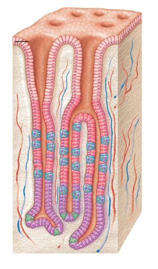 human stomach wall diagram quizlet