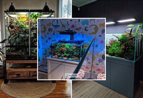 Wondrous Aquarium Design Ideas For Your Extraordinary Home