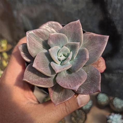 Echeveria Plants For Sale Kaktus Id Source Quality Cactus