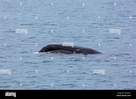 Mouth Bowhead Whale Balaena Mysticetus Fotos Und Bildmaterial In