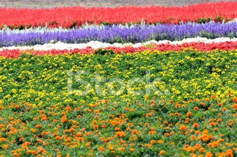 Marigold Flower Garden. Stock Photo | Royalty-Free | FreeImages