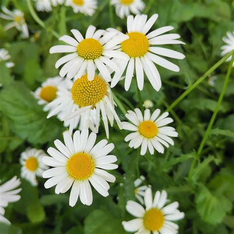 Leucanthemum Vulgare Wiesen Margerite Rosen Online Kaufen Im