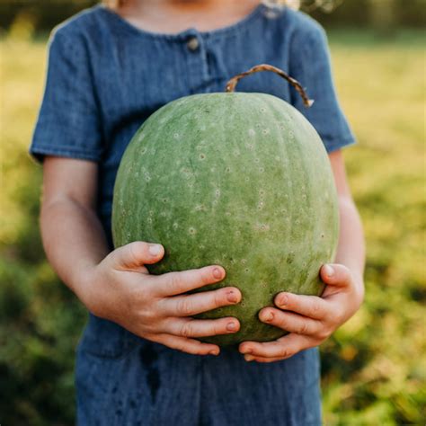 Missouri Heirloom Watermelon – Thresh Seed Co.