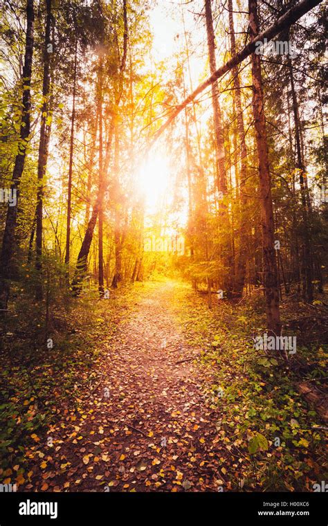 Sun shining over road, path, walkway through forest. Sunset Sunrise In ...