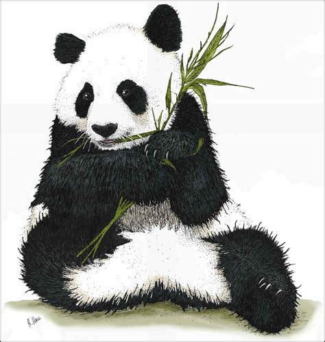 Giant Panda - Signed Fine Art Print - inkart