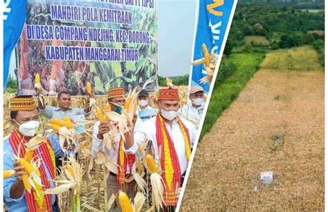 Gubernur Laiskodat Panen Dan Lepas Pengiriman Jagung TJPS Pola