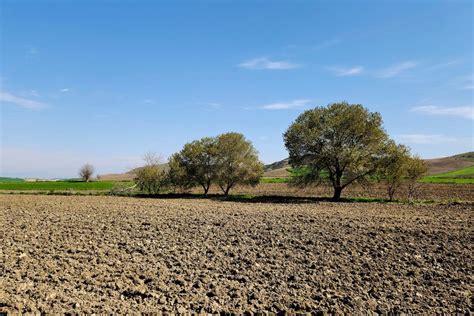 Ulmeiro Uma Esp Cie De Jardim Longa Hist Ria Rural