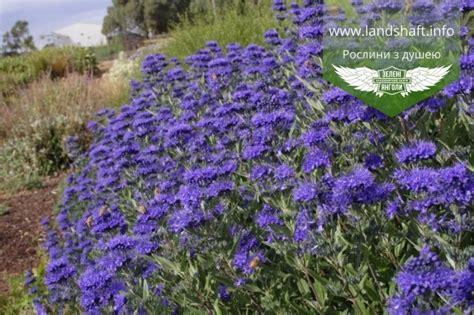 Caryopteris x clandonensis First Choice Каріоптеріс кладонський