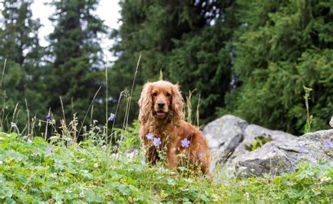 10 Cocker Spaniel Training Tips for Happy and Well-Behaved Companions ...