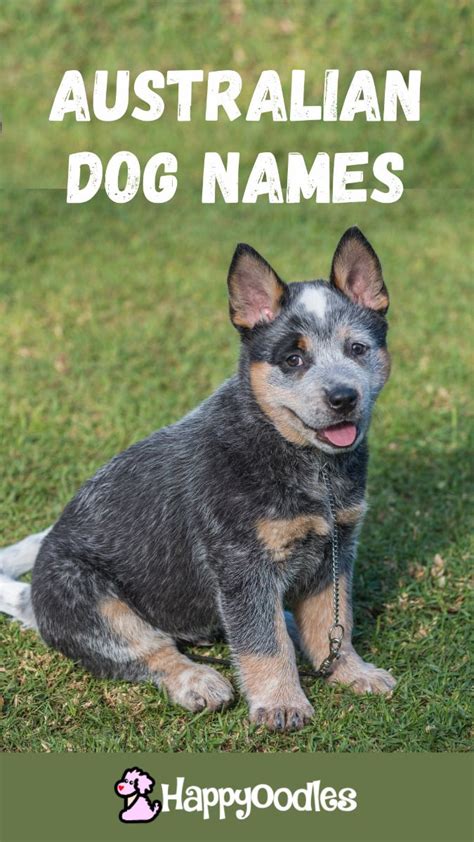 260 australian dog names best aussie names for 2024 – Artofit