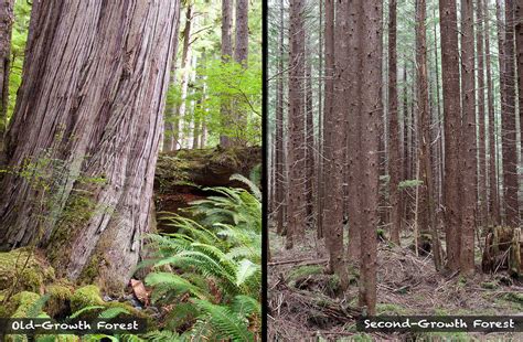 VIDEO: Old-Growth Forests vs. Second-Growth Plantations: The Differences