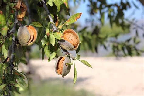 Almond Tree How To Care For It And When To Expect The First Almonds