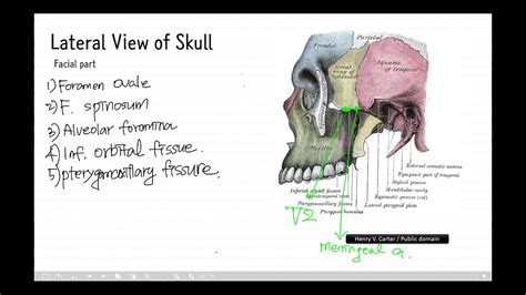 Skull 9 Lateral View 3 Eng Infratemporal Fossa E Subtitle Revised