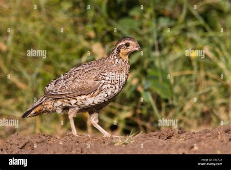 Female Northern Bobwhite Bobwhite Quail Colinus Virginianus Which