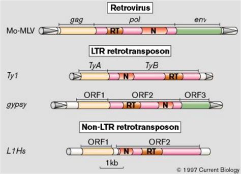 Transposable Elements How Non Ltr Retrotransposons Do It Current Biology