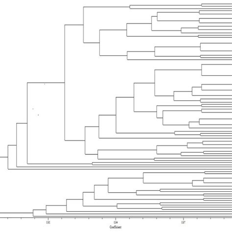 Upgma Dendrogram Showing Clustering Pattern Of Walnut Genotypes Using