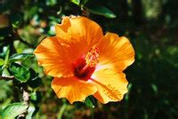 hibiscus in Spanish - English-Spanish Dictionary | Glosbe