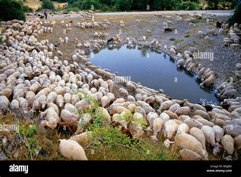 La France L Aveyron La Couvertoirade Le Roundup De Moutons Autour De