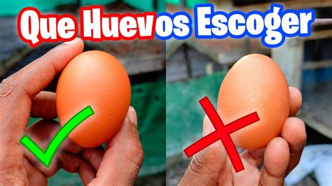 Como Escoger Los Huevos Para Incubar Que Huevos Ponerle A Una