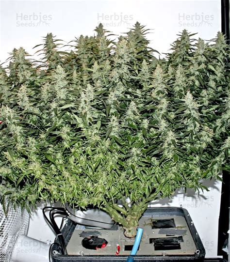 Northern Lights Autoflower Seeds Herbies Seeds