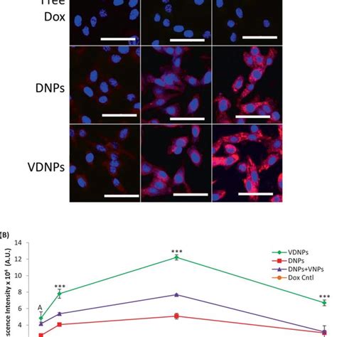 Multi Drug Resistant Mdr Breast Cancer Cells Treated With Doubly