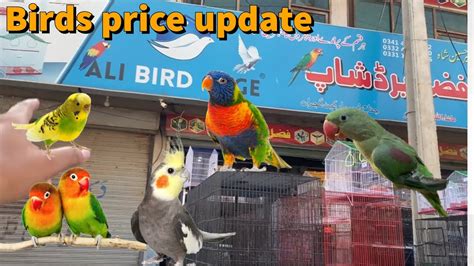 Birds Price In All Birds Prices In Pakistan Parrots Price In