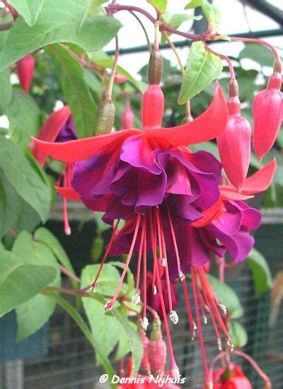 Maori Maid – Fuchsia’s