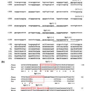 Functional analysis of Sp1 binding sites in the PDSS2 core promoter ...