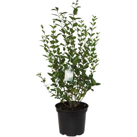 Ovalblättriger Liguster Höhe ca 40 60 cm Topf ca 5 l Ligustrum