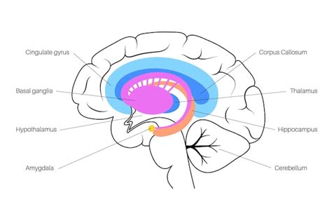 Concepto de sistema límbico y anatomía del cerebro humano. Ilustración ...