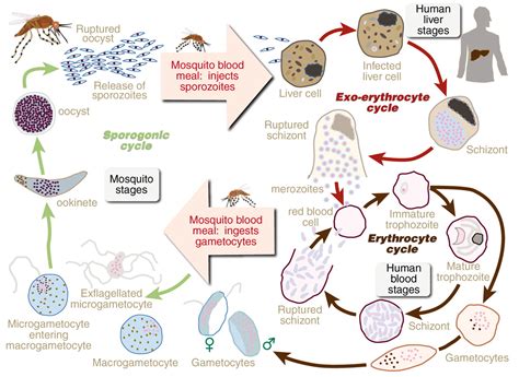 Biology Pictures The Malaria Life Cycle Poster