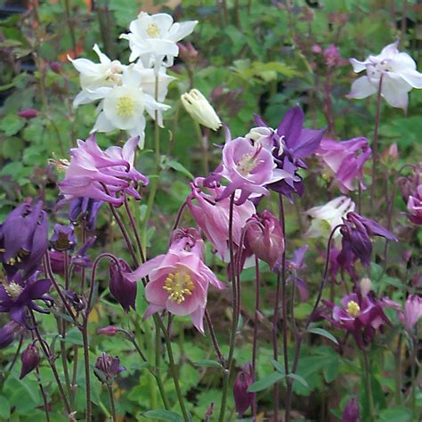 Aquilegia vulgaris " Biedermeier" - Aquilegie - Vivaio Zanelli
