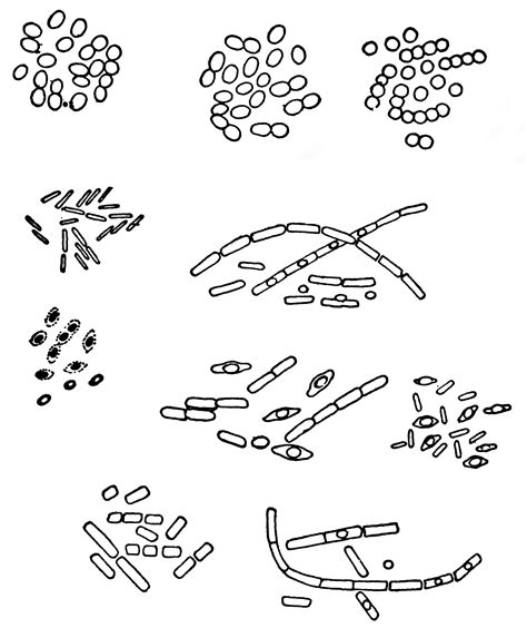 Milk bacteria | ClipArt ETC