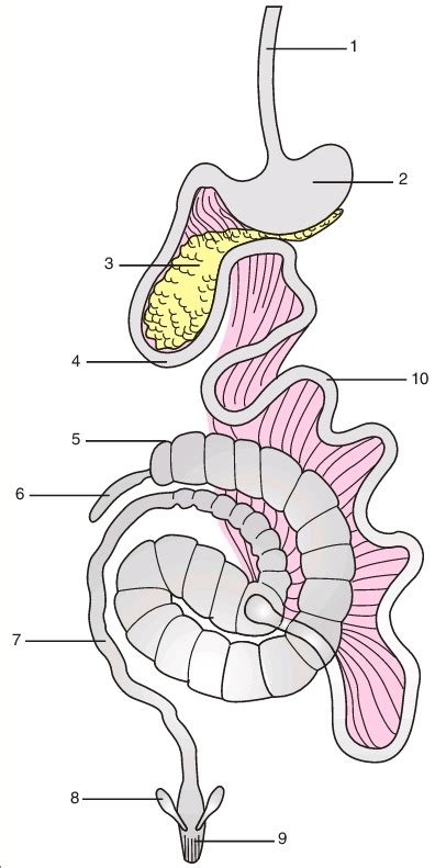 Digestive Tract - Rabbit Diagram | Quizlet