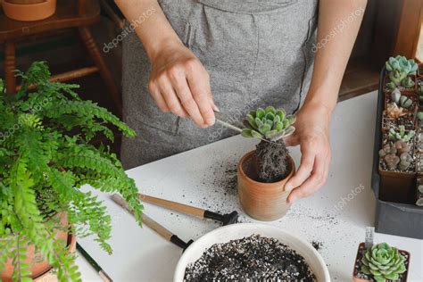 Concepto De Planta De Replantaci N Mujer Manos Trasplantando Suculenta